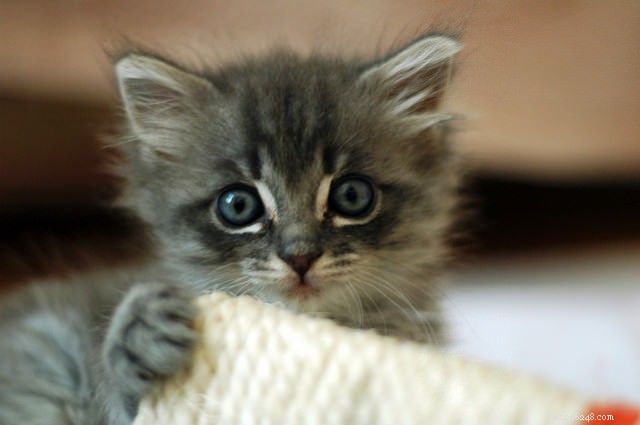 7 Proven Tips for Raising a Well-Adjusted Kitten