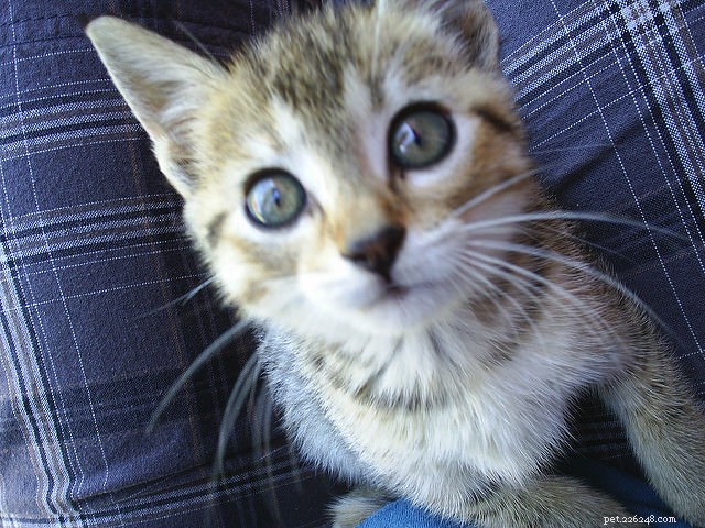 7 Proven Tips for Raising a Well-Adjusted Kitten
