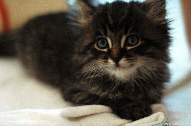 7 Proven Tips for Raising a Well-Adjusted Kitten