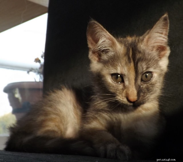 7 Proven Tips for Raising a Well-Adjusted Kitten