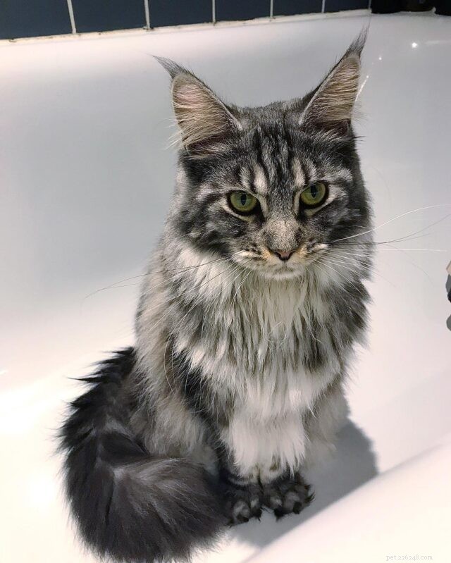 11 Cat Breeds That Love Water and Will Swim with You