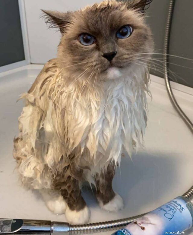 11 Cat Breeds That Love Water and Will Swim with You