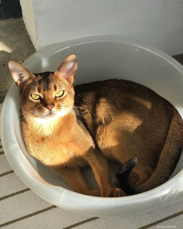 11 Cat Breeds That Love Water and Will Swim with You