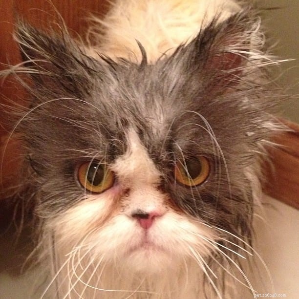 11 Cat Breeds That Love Water and Will Swim with You