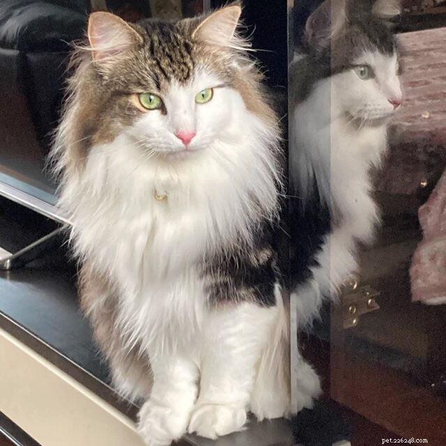11 Cat Breeds That Love Water and Will Swim with You