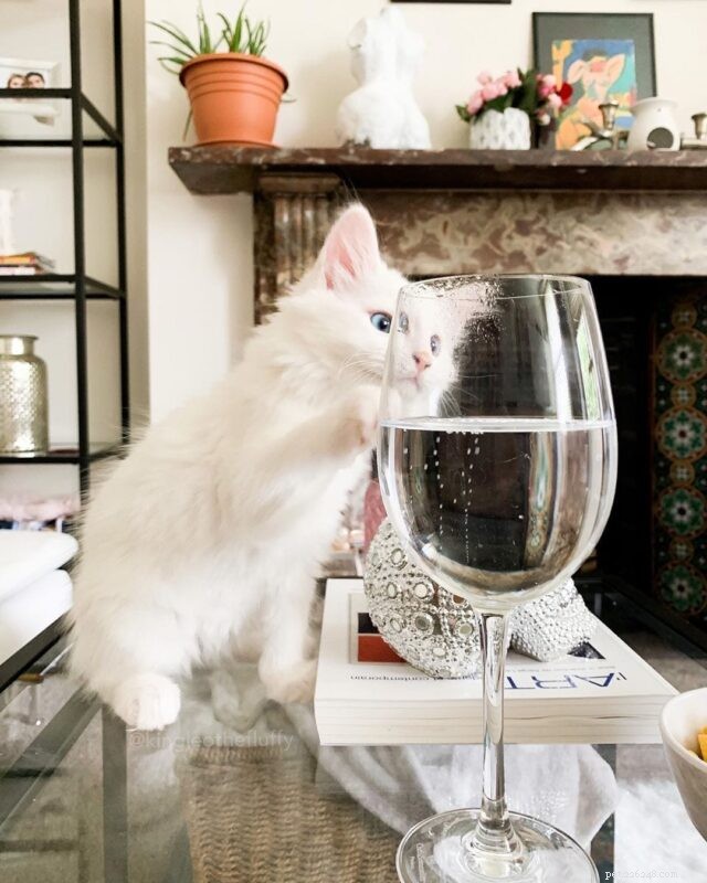 11 Cat Breeds That Love Water and Will Swim with You