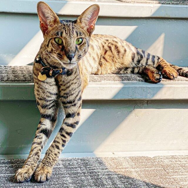 11 Cat Breeds That Love Water and Will Swim with You