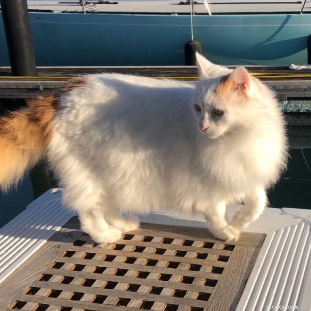 11 Cat Breeds That Love Water and Will Swim with You