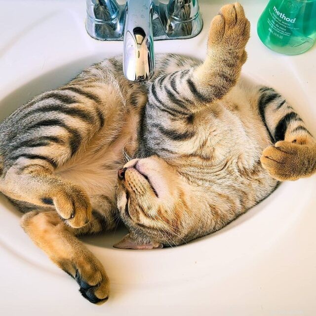 11 Cat Breeds That Love Water and Will Swim with You