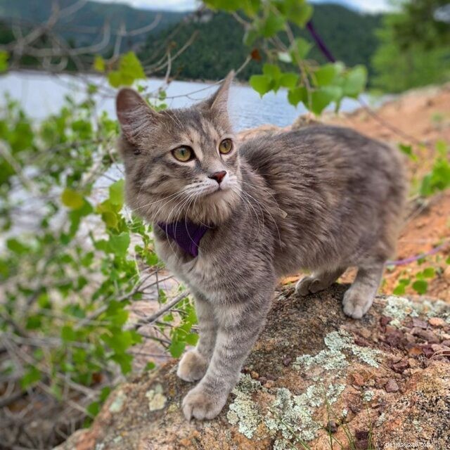 11 Cat Breeds That Love Water and Will Swim with You