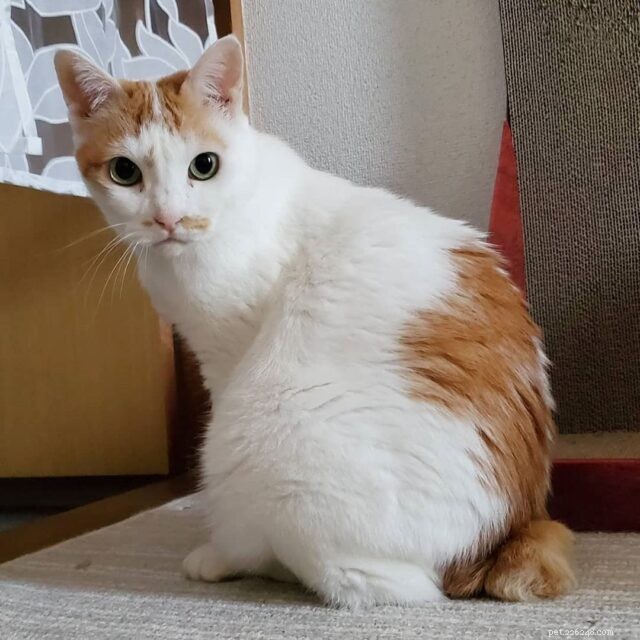 11 Cat Breeds That Love Water and Will Swim with You