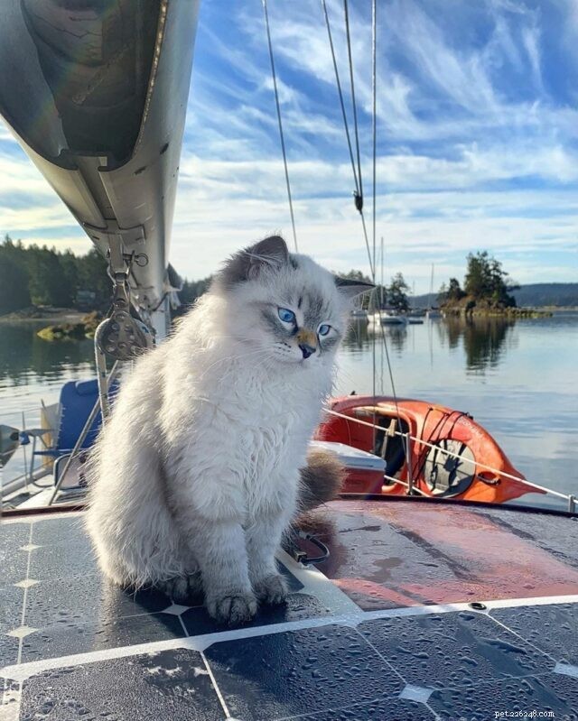 11 Cat Breeds That Love Water and Will Swim with You