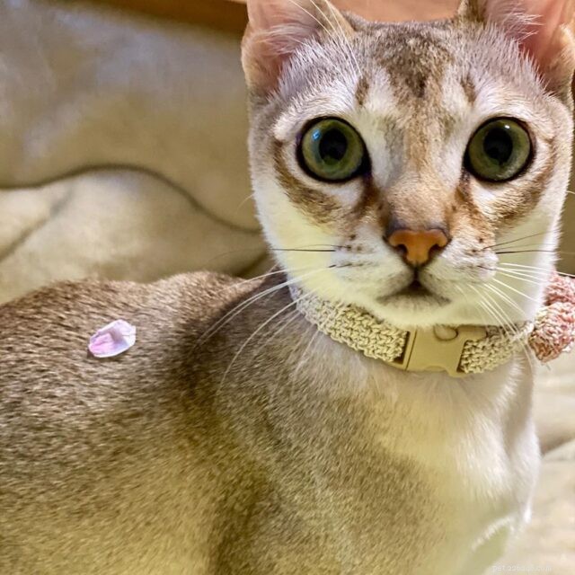 The Charm of Small Cats: Why Compact Kitties Capture Our Hearts
