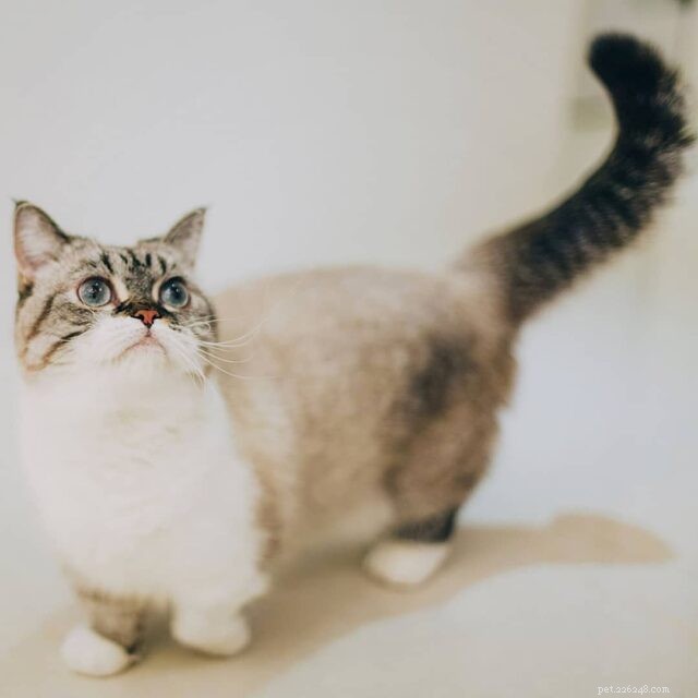 The Charm of Small Cats: Why Compact Kitties Capture Our Hearts