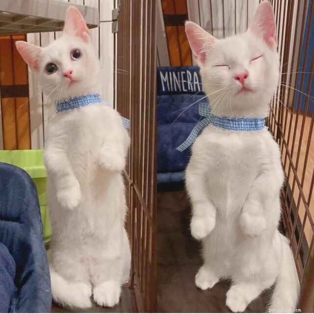 The Charm of Small Cats: Why Compact Kitties Capture Our Hearts