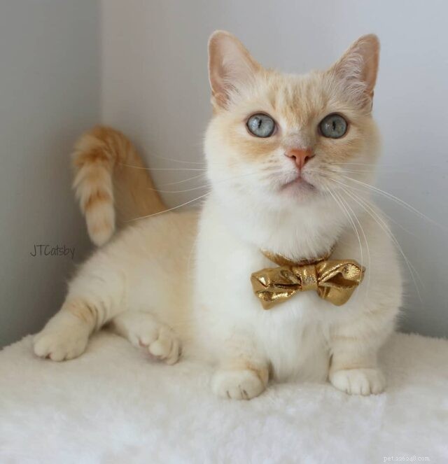 The Charm of Small Cats: Why Compact Kitties Capture Our Hearts