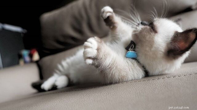 The Charm of Small Cats: Why Compact Kitties Capture Our Hearts