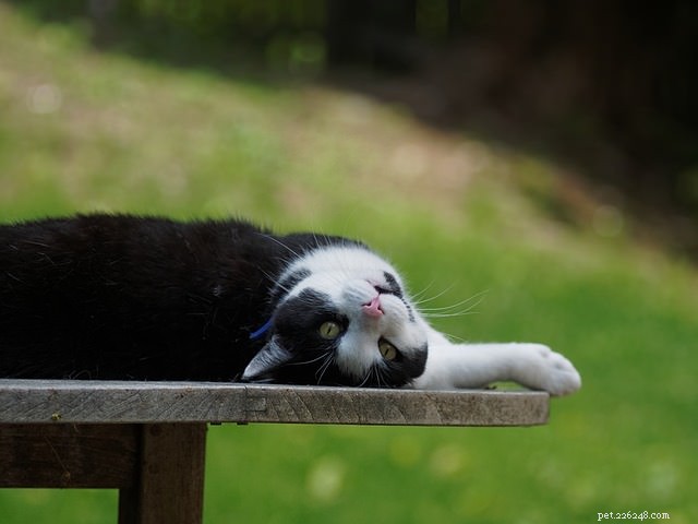 Discover 5 Fascinating Facts About Tuxedo Cats