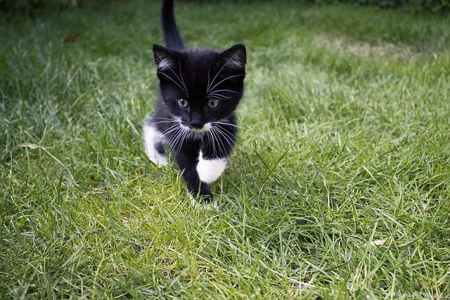 Discover 5 Fascinating Facts About Tuxedo Cats