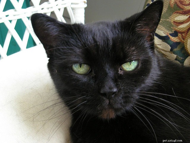 5 Key Reasons Your Cat Isn t Grooming Properly (and How to Help)