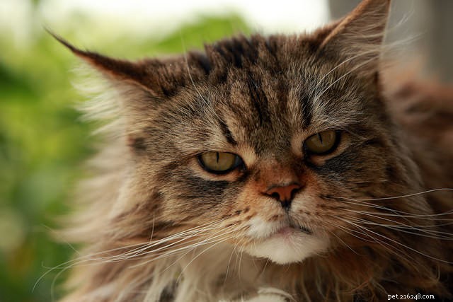 5 Key Reasons Your Cat Isn t Grooming Properly (and How to Help)