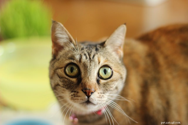 5 Key Reasons Your Cat Isn t Grooming Properly (and How to Help)