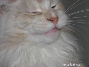 Top 5 Causes of Flaky Skin in Cats (And How to Treat It)