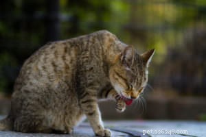 Top 5 Causes of Flaky Skin in Cats (And How to Treat It)