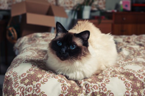 Top 15 Long‑Haired Cat Breeds: A Grooming Guide