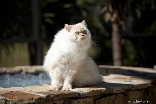 Top 15 Long‑Haired Cat Breeds: A Grooming Guide