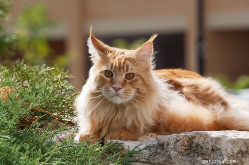 Top 15 Long‑Haired Cat Breeds: A Grooming Guide