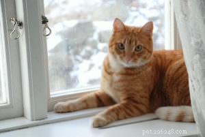 Top 5 Causes of Flaky Skin in Cats (And How to Treat It)