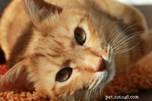 Top 5 Causes of Flaky Skin in Cats (And How to Treat It)