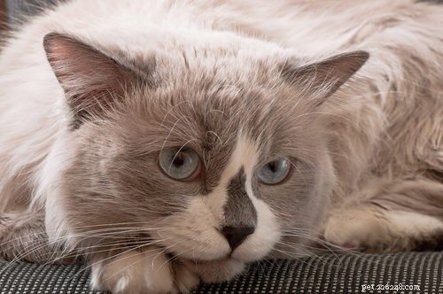 Top 15 Long‑Haired Cat Breeds: A Grooming Guide