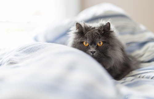 Top 15 Long‑Haired Cat Breeds: A Grooming Guide