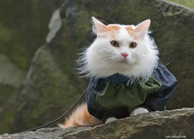 Top 15 Long‑Haired Cat Breeds: A Grooming Guide