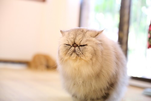 Top 15 Long‑Haired Cat Breeds: A Grooming Guide