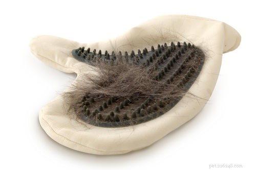 Choosing the Right Cat Brush: A Professional Guide to Grooming Your Feline