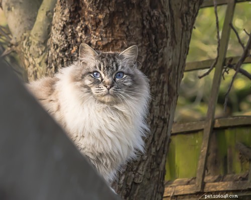 Top 15 Long‑Haired Cat Breeds: A Grooming Guide