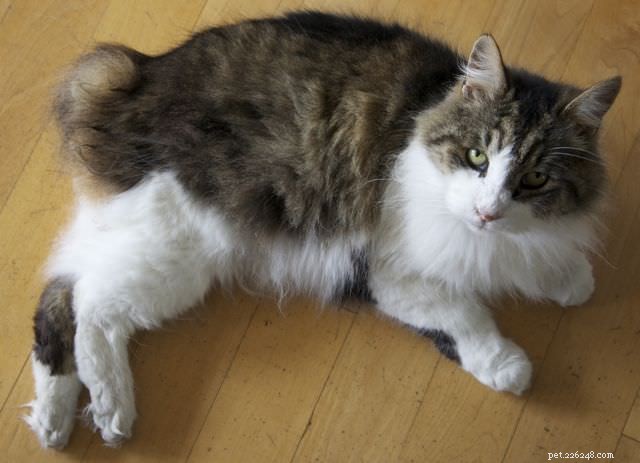 Top 15 Long‑Haired Cat Breeds: A Grooming Guide