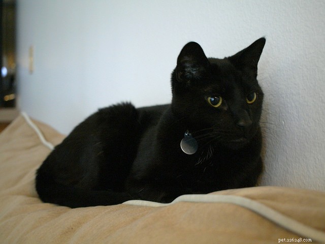 15 Expert Tips for Stress-Free Cat Nail Trimming