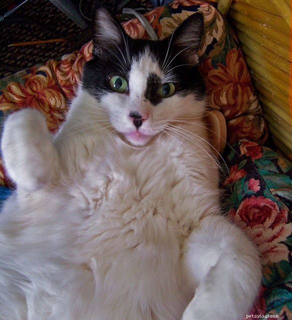 15 Expert Tips for Stress-Free Cat Nail Trimming