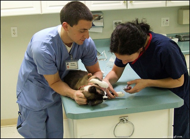 15 Expert Tips for Stress-Free Cat Nail Trimming