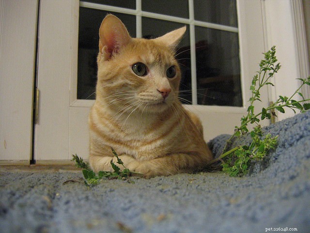 15 Expert Tips for Stress-Free Cat Nail Trimming