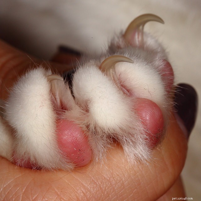 15 Expert Tips for Stress-Free Cat Nail Trimming