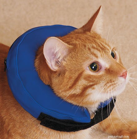 15 Expert Tips for Stress-Free Cat Nail Trimming