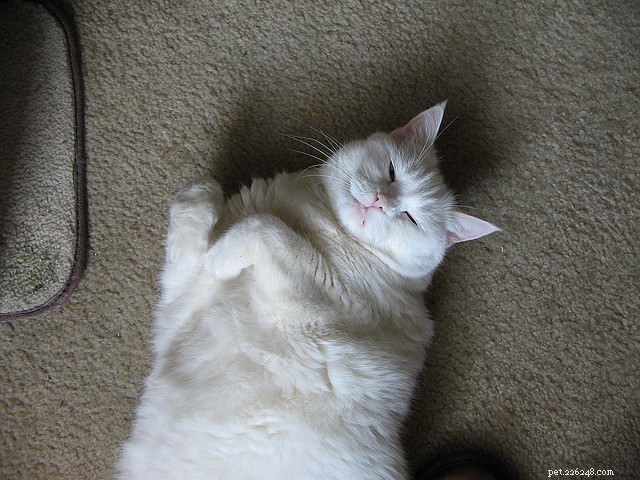 15 Expert Tips for Stress-Free Cat Nail Trimming