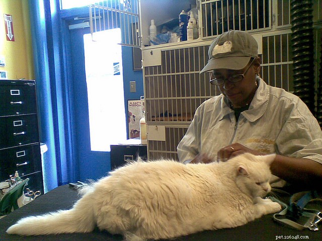15 Expert Tips for Stress-Free Cat Nail Trimming