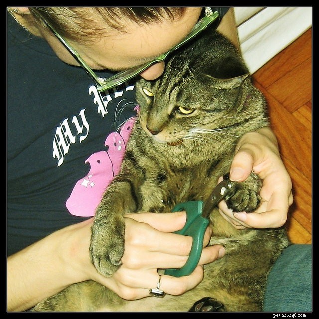 15 Expert Tips for Stress-Free Cat Nail Trimming