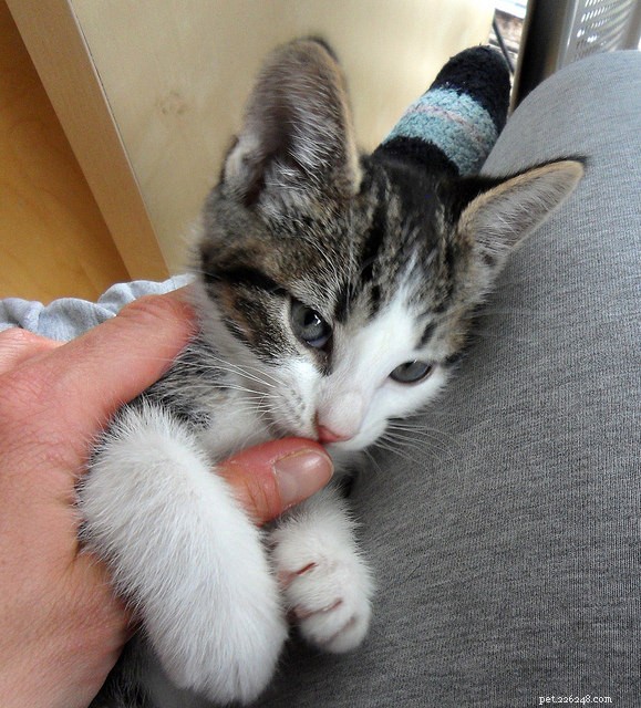 15 Expert Tips for Stress-Free Cat Nail Trimming